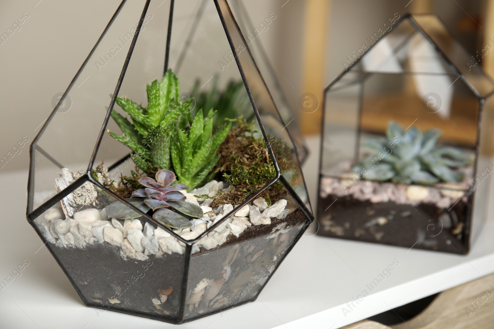 Photo of Glass florarium vases with succulents on white table, closeup