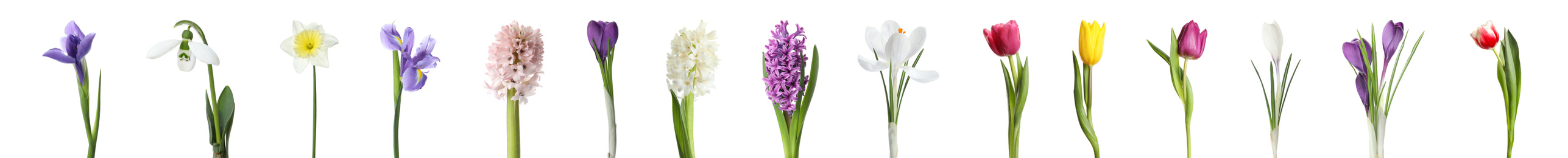 Image of Collage with beautiful spring flowers on white background. Banner design 