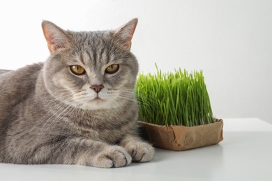 Cute cat and fresh green grass on white background