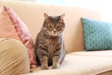 Cute gray tabby cat on sofa. Lovely pet