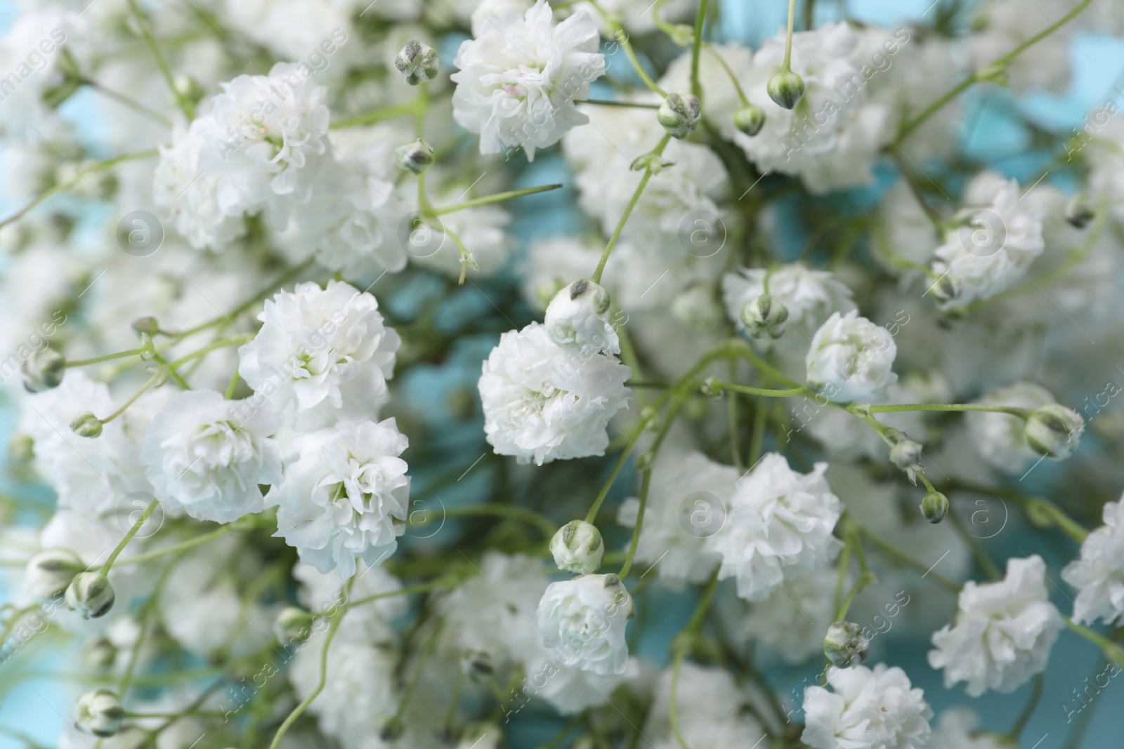 Photo of Beautiful gypsophila flowers on light blue background, closeup view