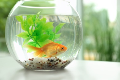 Photo of Beautiful bright small goldfish in round glass aquarium on table indoors. Space for text