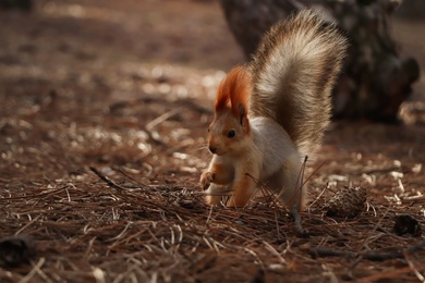 Photo of Cute red squirrel on ground in forest