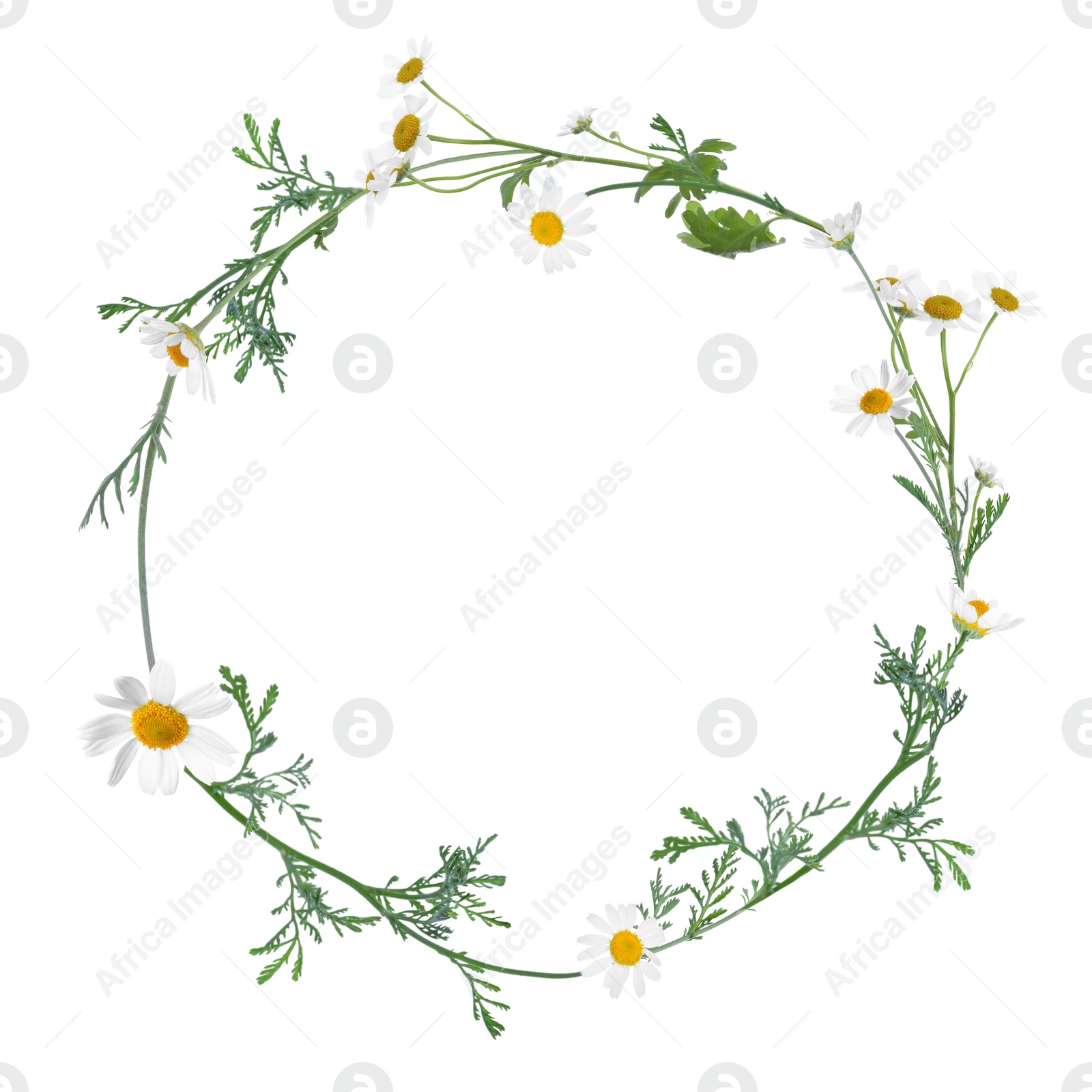 Image of Wreath of beautiful wild flowers isolated on white