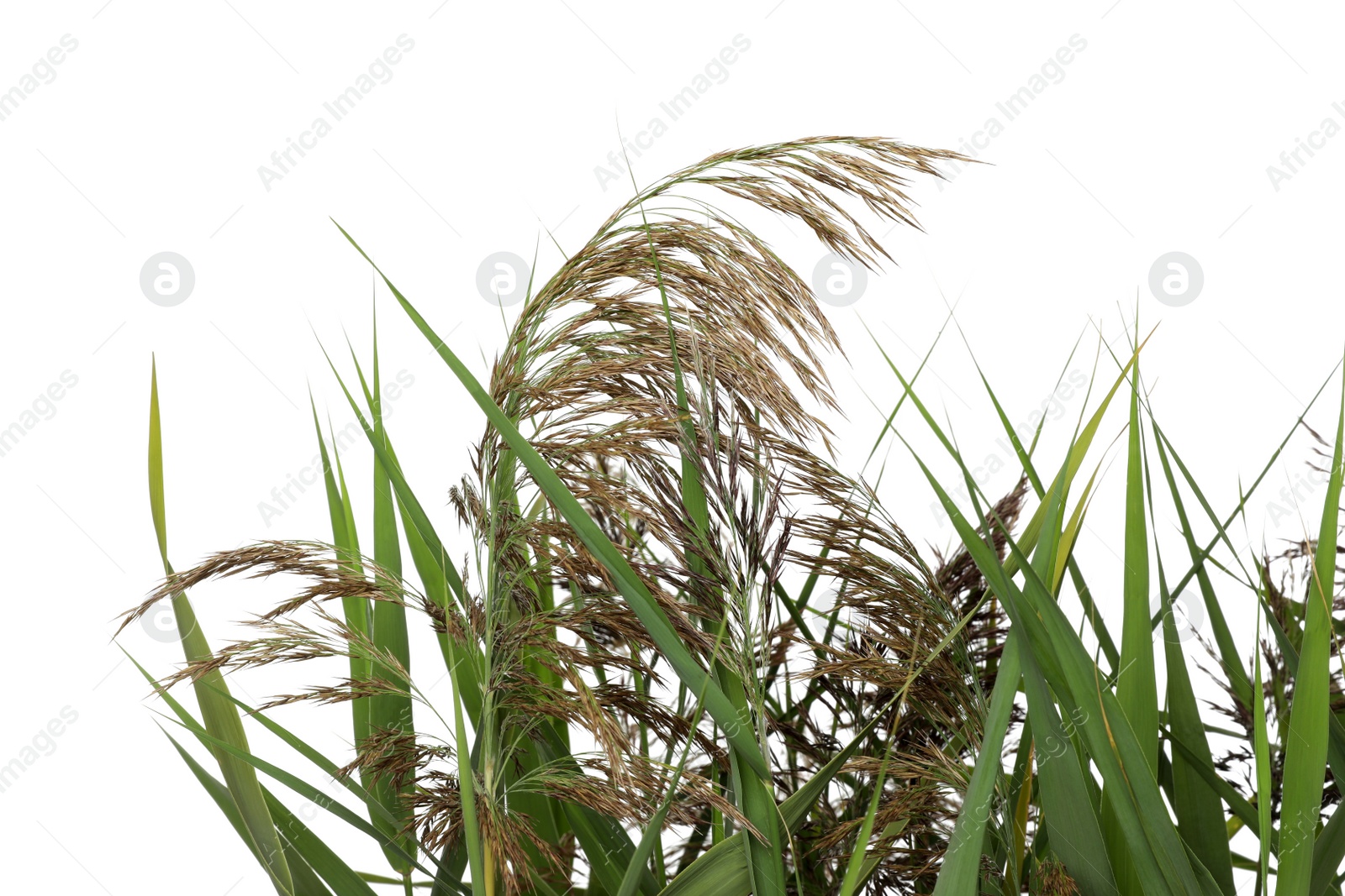 Photo of Beautiful reeds with lush green leaves and seed heads on white background, closeup