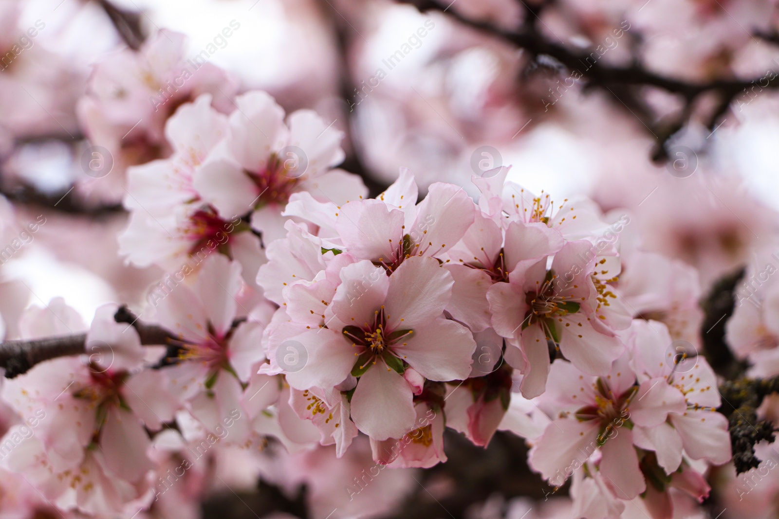 Photo of Delicate spring pink cherry blossoms on tree outdoors, closeup