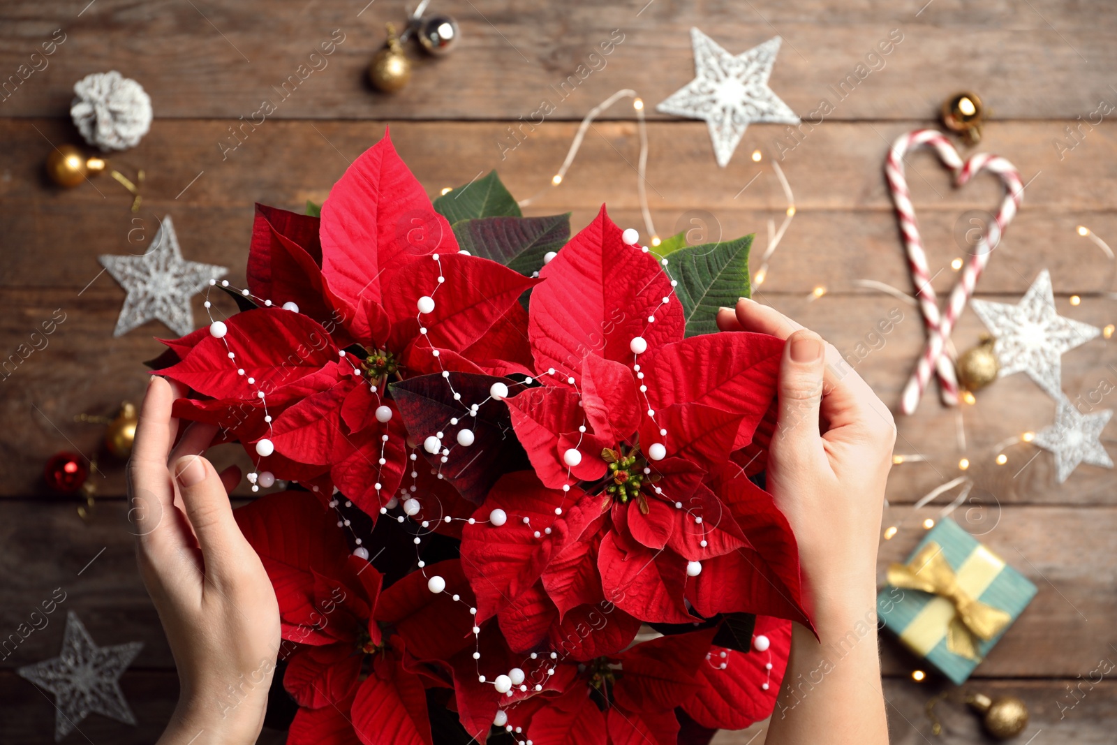 Photo of Woman with poinsettia (traditional Christmas flower) at wooden table, top view