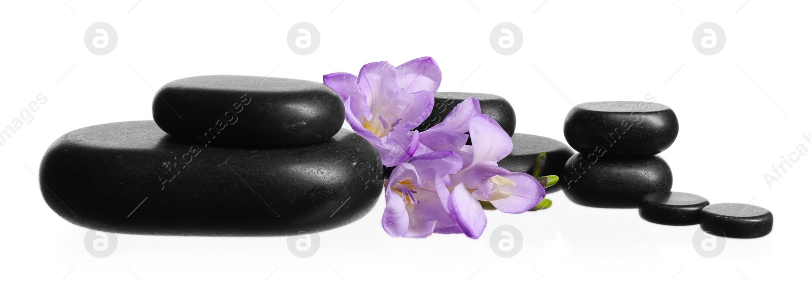 Photo of Beautiful violet freesia flowers and stones isolated on white