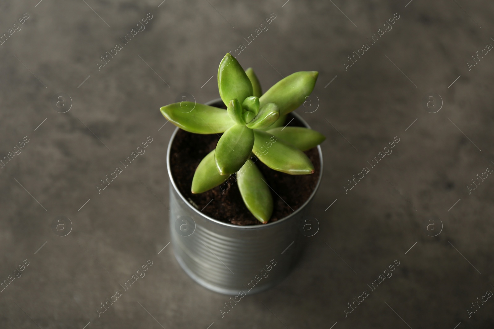 Photo of Echeveria plant in tin can on grey stone table, closeup