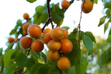 Tree branch with sweet ripe apricots outdoors