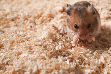 Photo of Cute little fluffy hamster on wooden shavings. Space for text