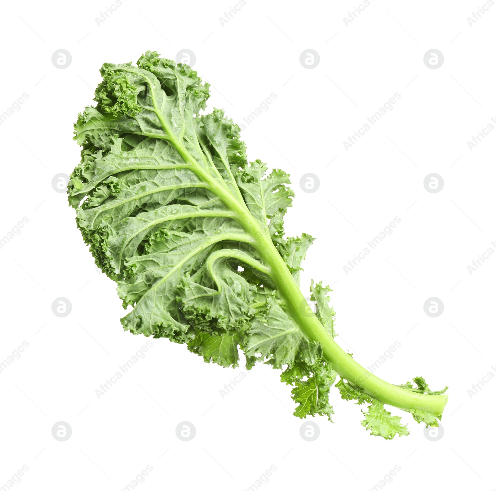 Photo of Fresh green kale leaf isolated on white