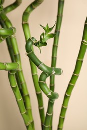 Photo of Beautiful green bamboo stems on beige background