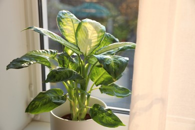 Photo of Potted Dieffenbachia plant near window at home