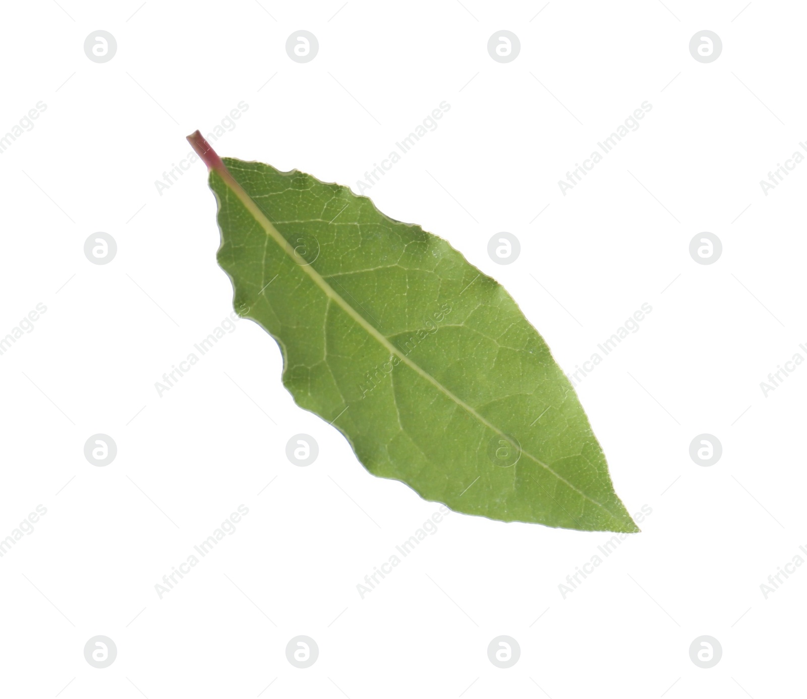 Photo of One fresh bay leaf isolated on white