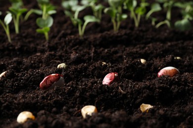 Different seeds on fertile soil, closeup. Vegetables growing