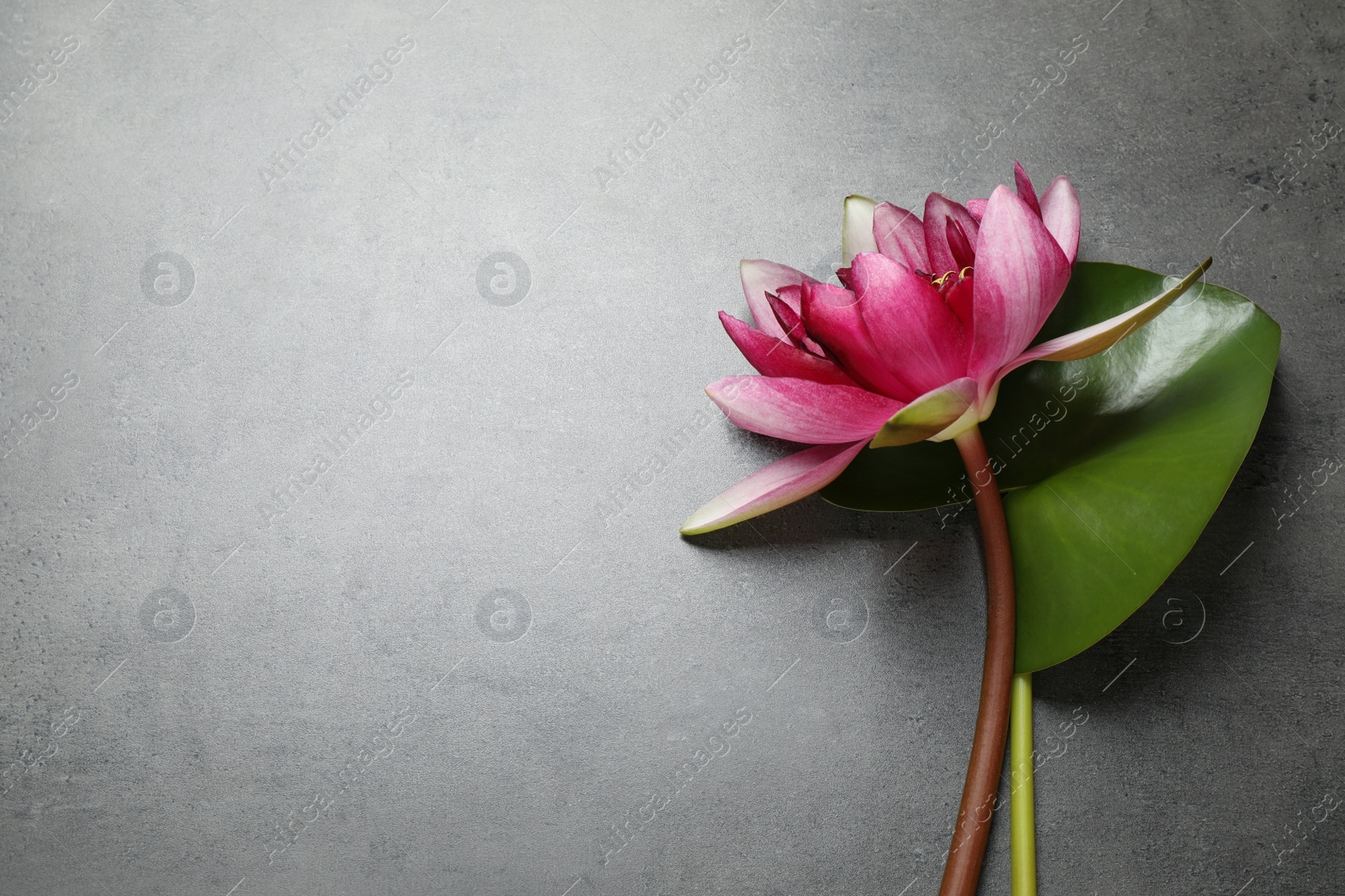 Photo of Beautiful pink lotus flower with green leaf on grey table, flat lay. Space for text