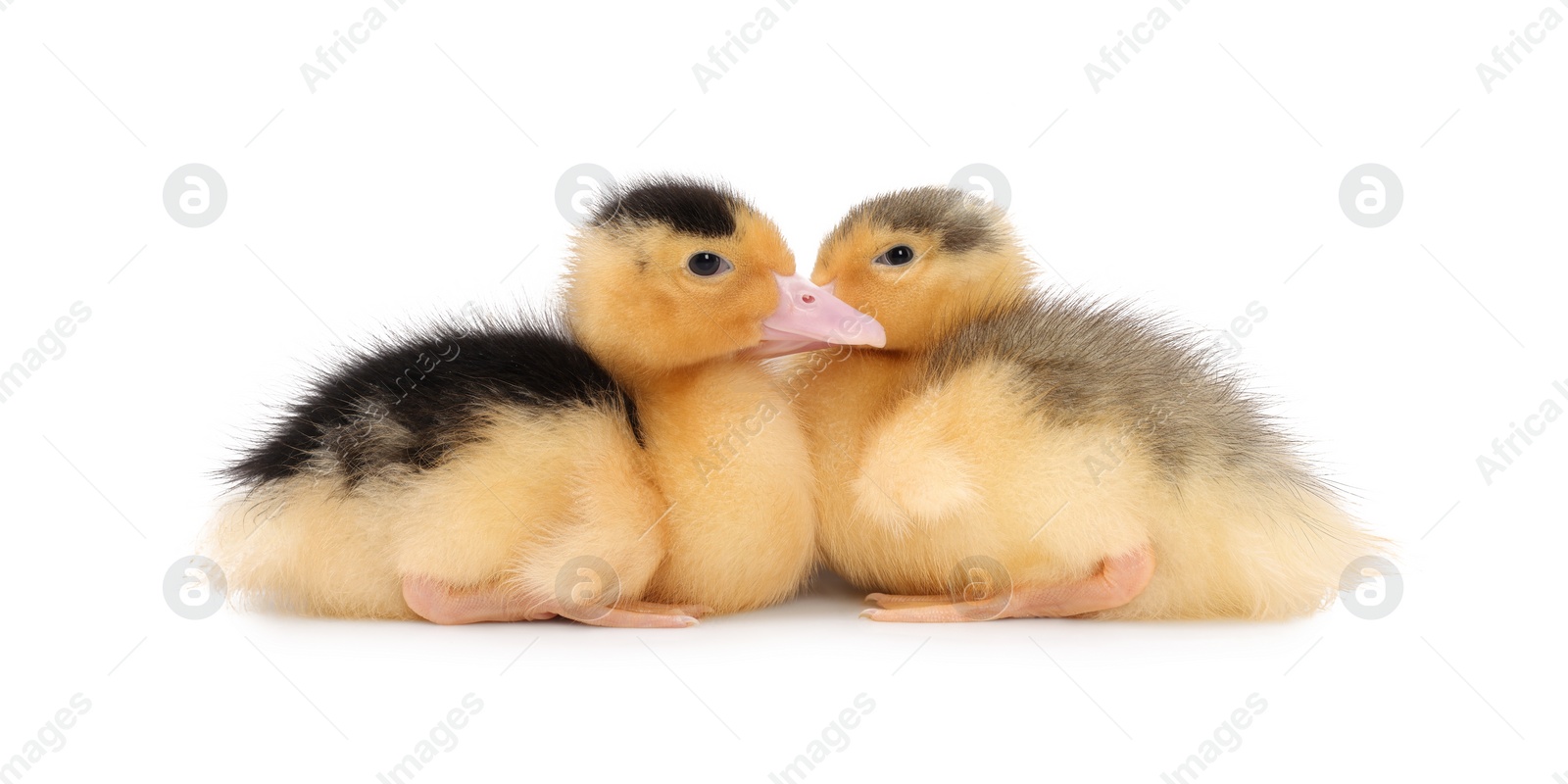 Photo of Baby animals. Cute fluffy ducklings on white background