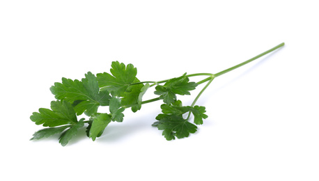 Aromatic fresh green parsley isolated on white