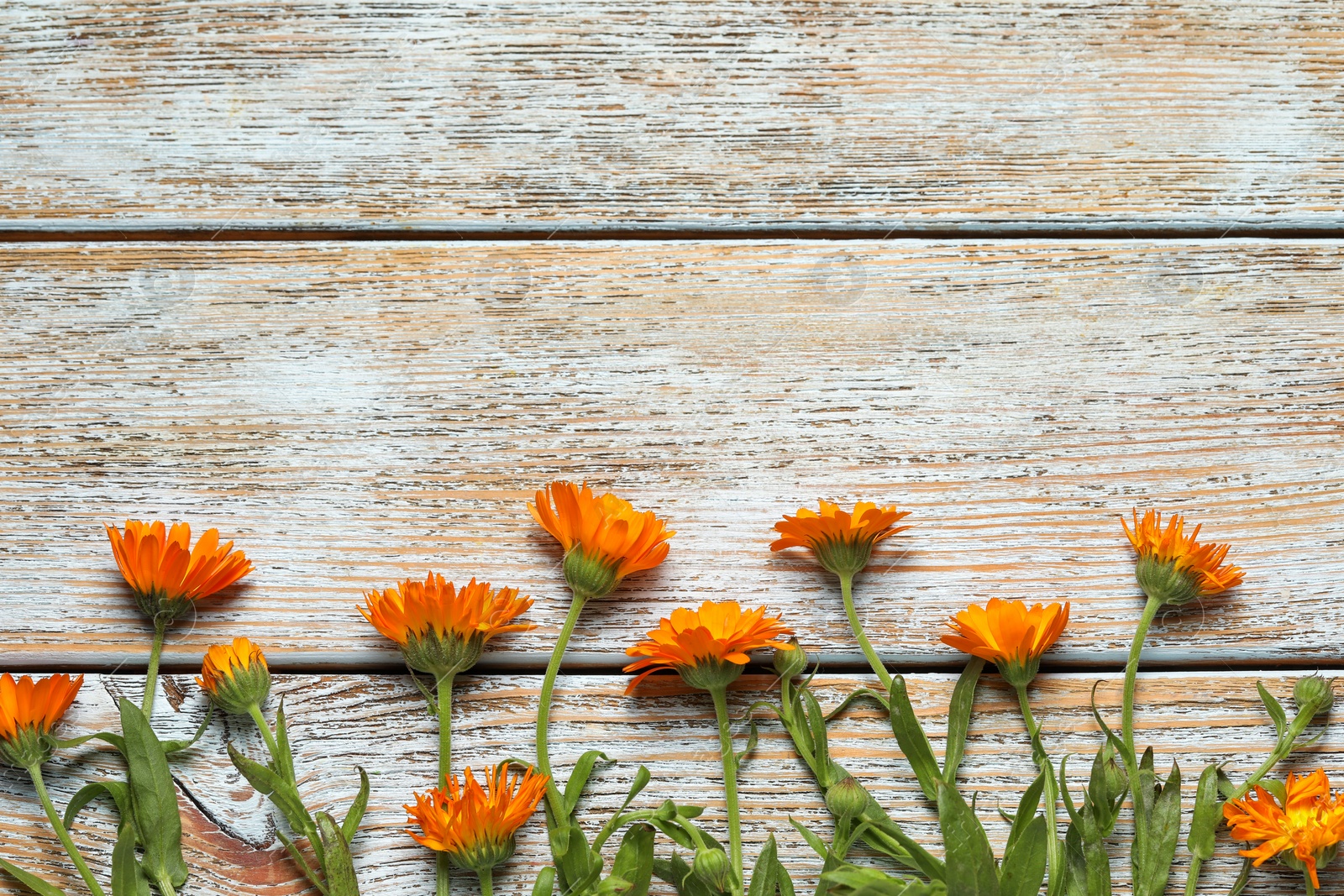 Photo of Beautiful fresh calendula flowers on light wooden table, flat lay. Space for text