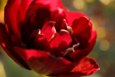 Photo of Beautiful blossoming red tulip outdoors on sunny spring day, closeup