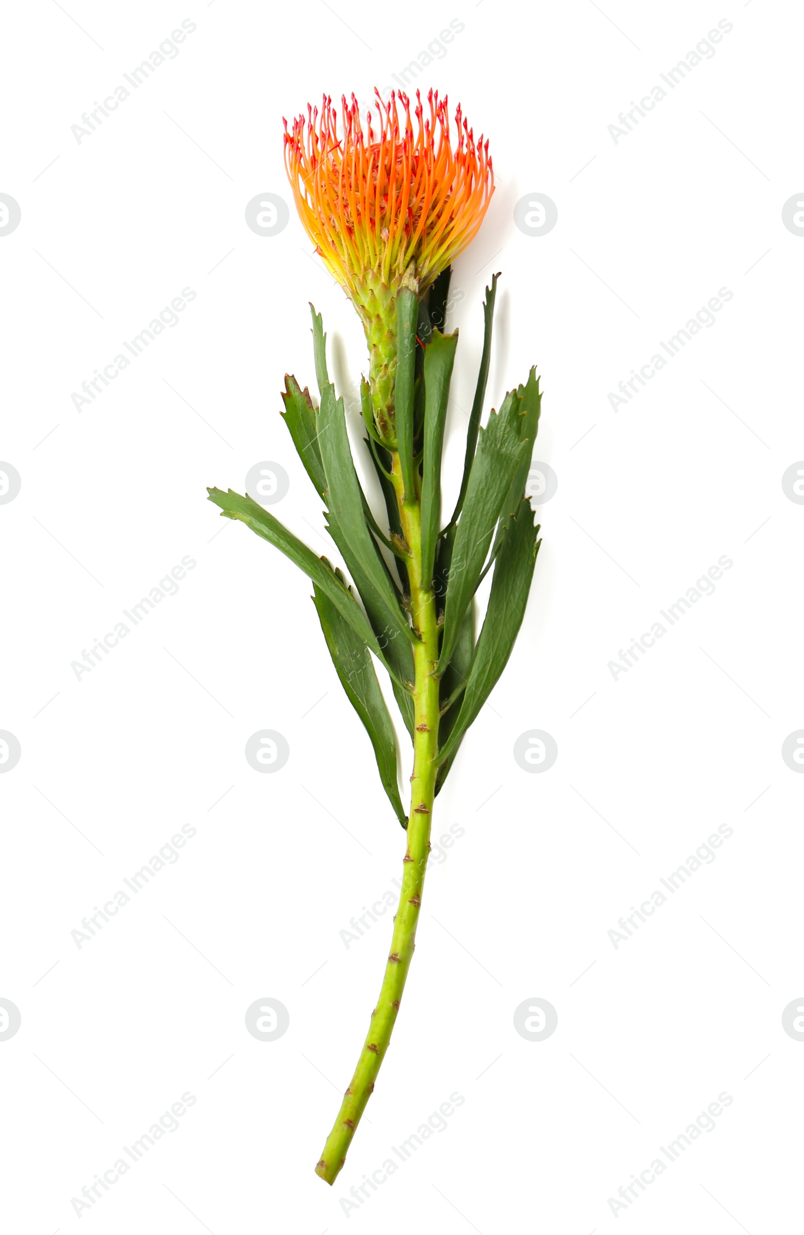 Photo of Beautiful protea flower on white background. Tropical plant