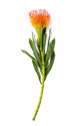 Photo of Beautiful protea flower on white background. Tropical plant