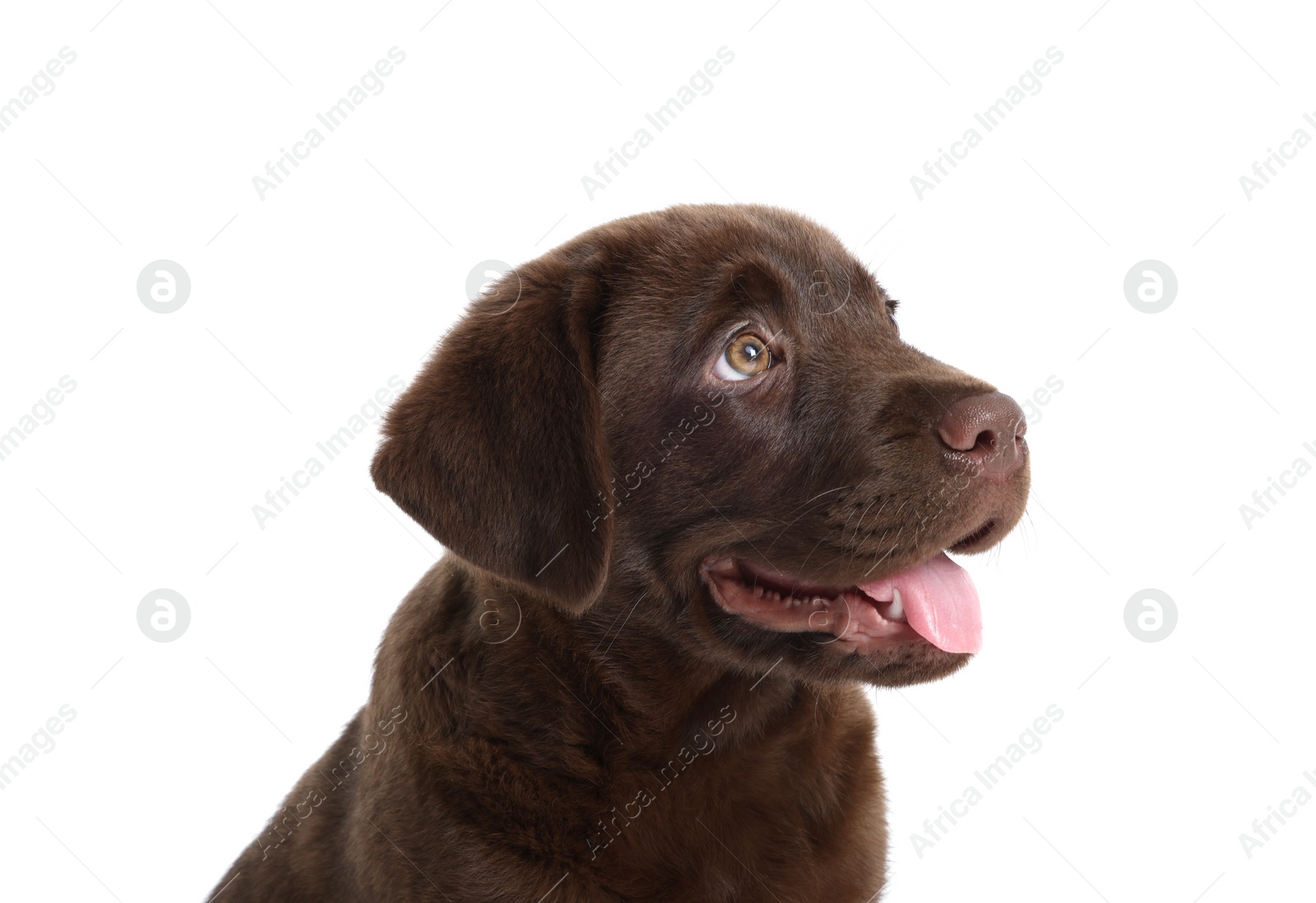Cute chocolate Labrador Retriever puppy on white background Photo of Cute chocolate Labrador Retriever puppy on white background