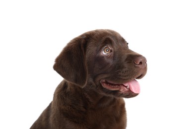 Photo of Cute chocolate Labrador Retriever puppy on white background