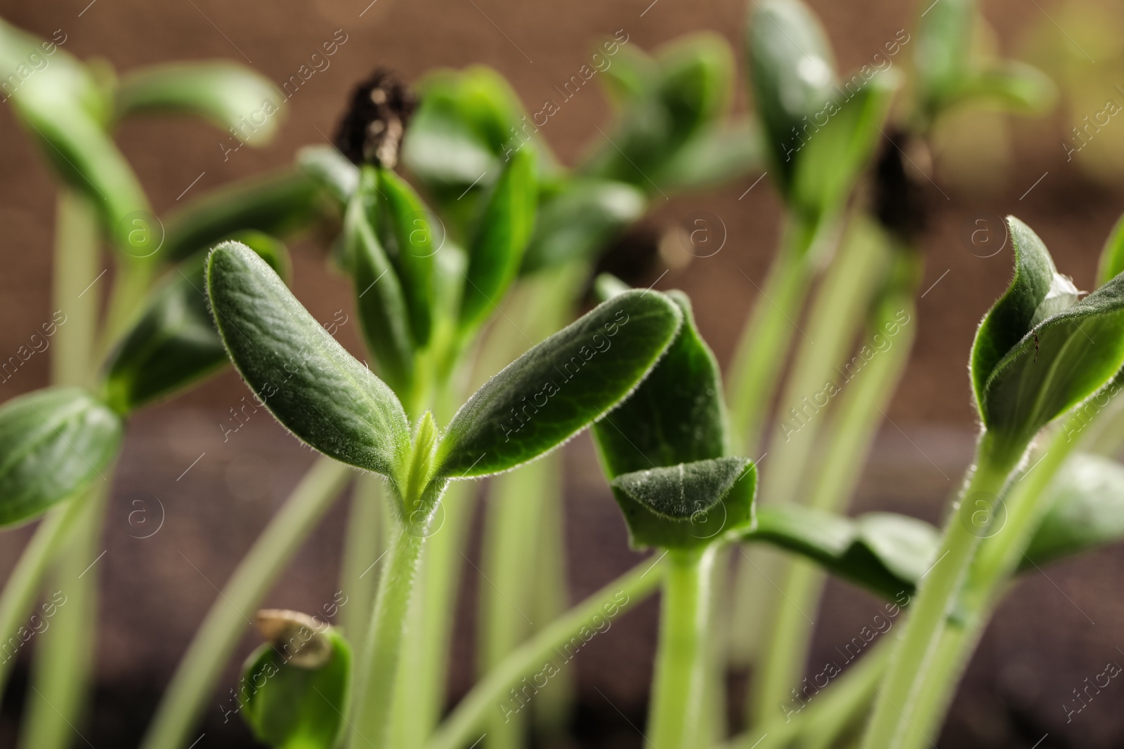 Photo of Little green seedlings growing in soil, closeup view