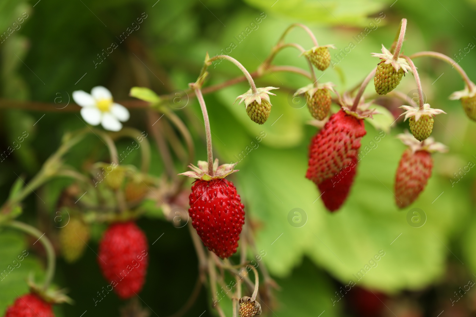 Photo of Small wild strawberries growing outdoors. Seasonal berries