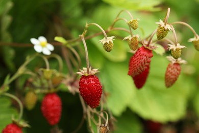 Small wild strawberries growing outdoors. Seasonal berries