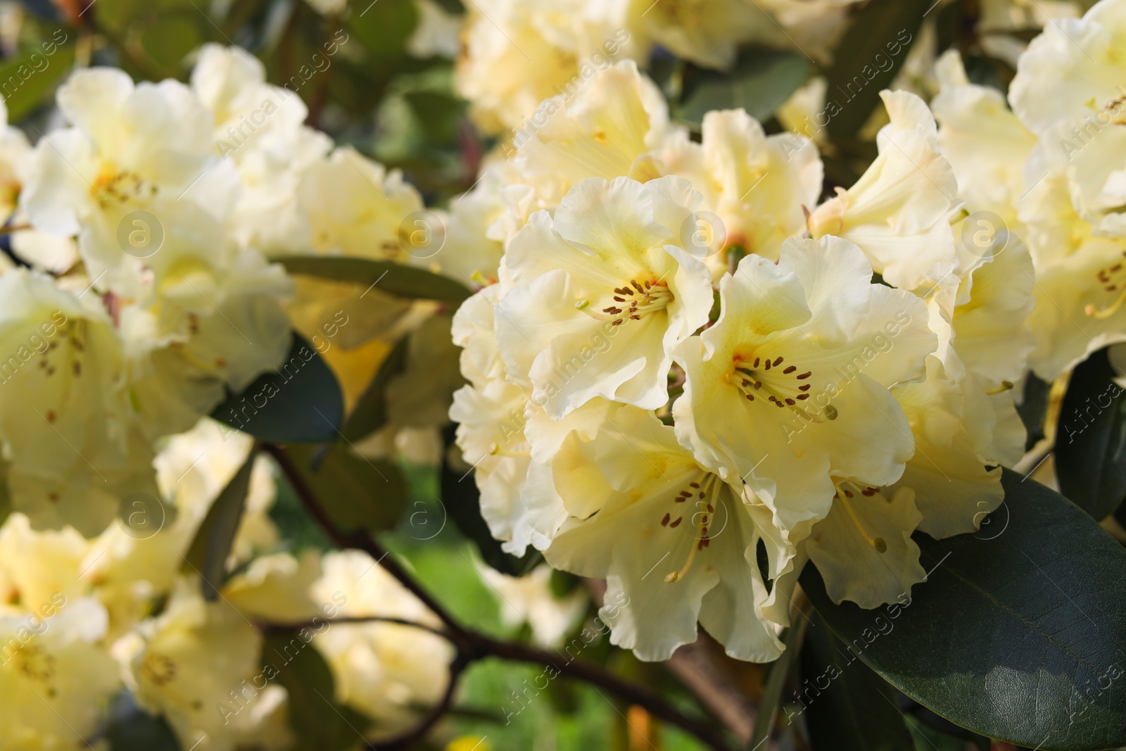 Photo of Rhododendron plant with beautiful white flowers outdoors, closeup view