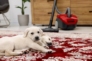 Photo of Cute little puppy lying on carpet at home. Space for text