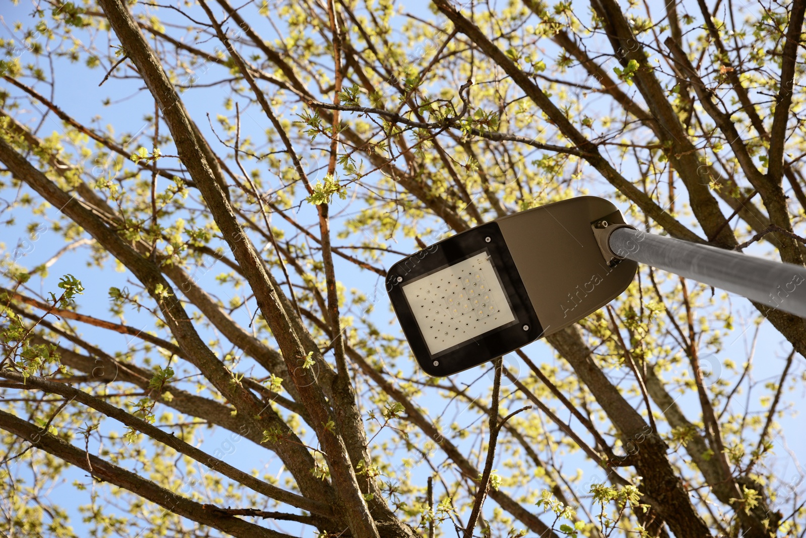 Photo of Modern street lamp near tree with budding leaves outdoors on sunny spring day, low angle view