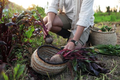 Photo of Man harvesting fresh ripe beets on farm, closeup