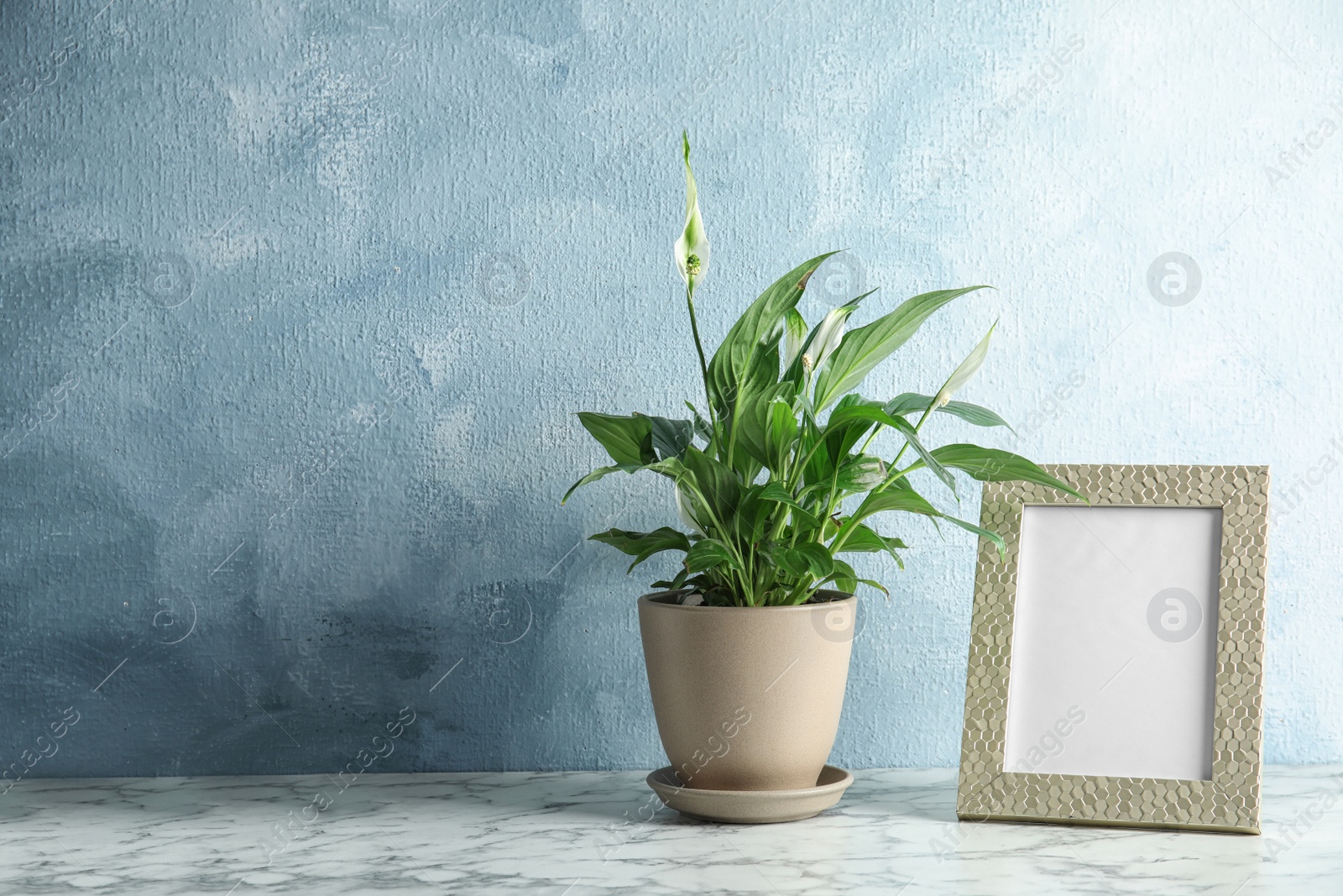 Photo of Spathiphyllum plant and photo frame on table near color wall, space for design. Home decor