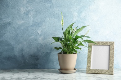 Spathiphyllum plant and photo frame on table near color wall, space for design. Home decor