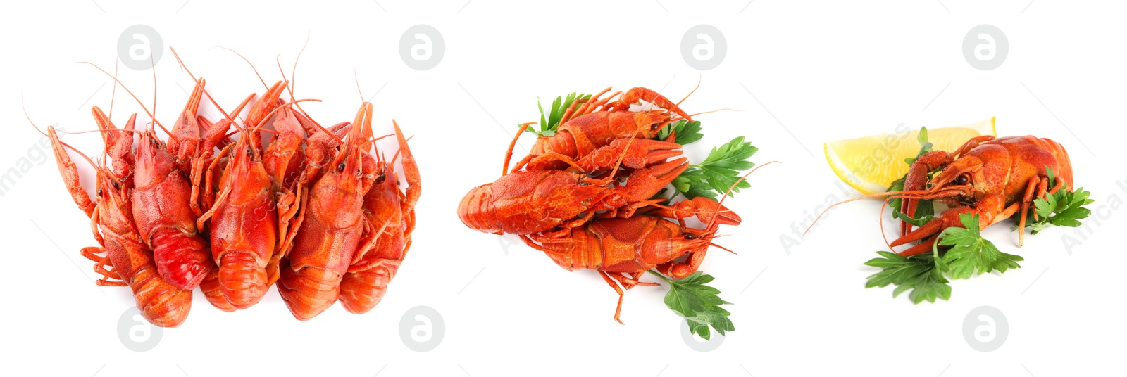 Image of Set of tasty cooked crayfishes on white background. Banner design