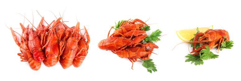 Image of Set of tasty cooked crayfishes on white background. Banner design