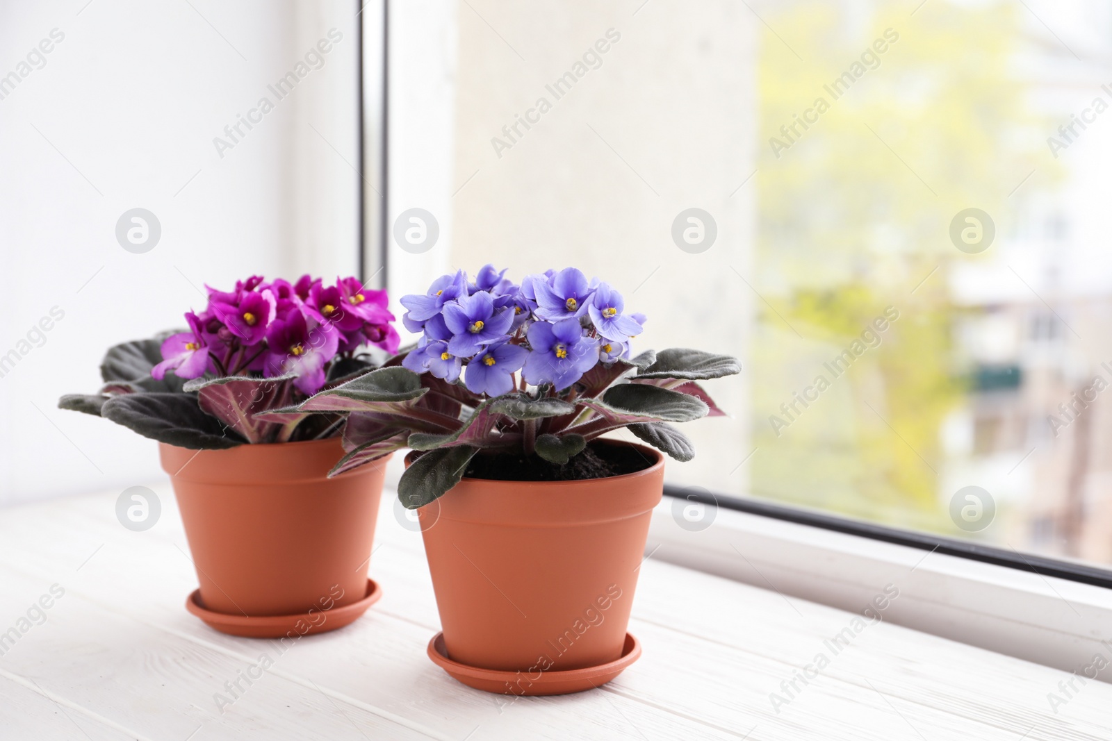 Photo of Beautiful potted violets on white wooden window sill, space for text. Delicate house plants