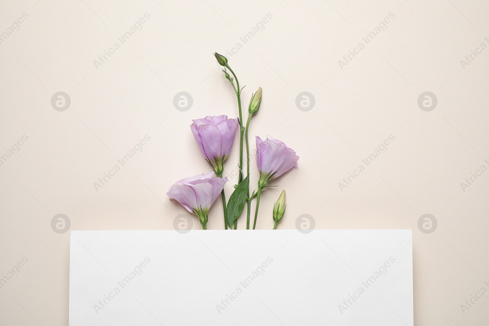 Photo of Flat lay composition with beautiful Eustoma flowers and card on beige background, space for text