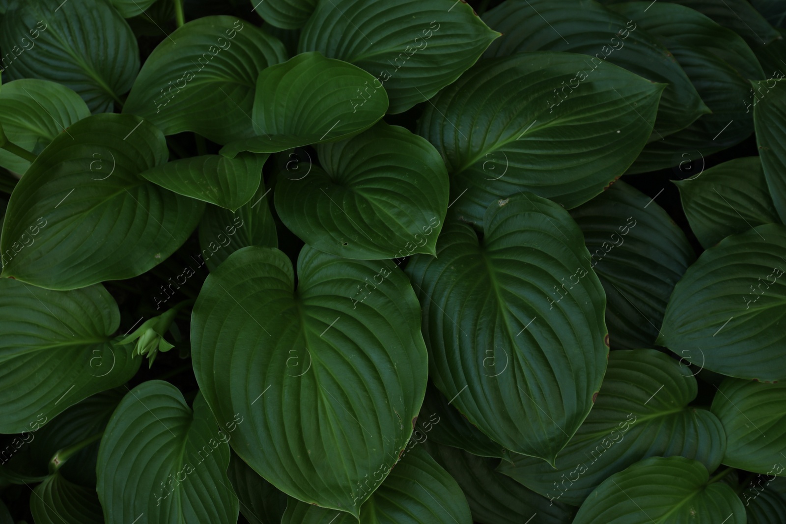 Photo of Beautiful hosta plantaginea with green leaves in garden, top view