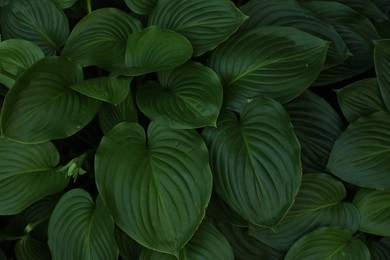 Beautiful hosta plantaginea with green leaves in garden, top view