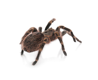 Photo of Striped knee tarantula (Aphonopelma seemanni) isolated on white