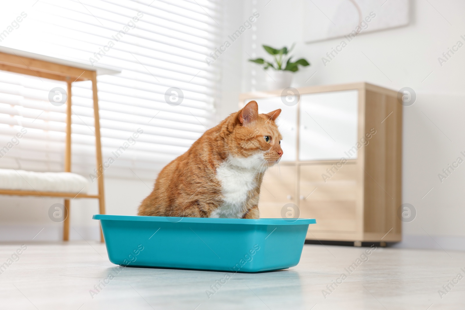 Photo of Cute ginger cat in litter box at home