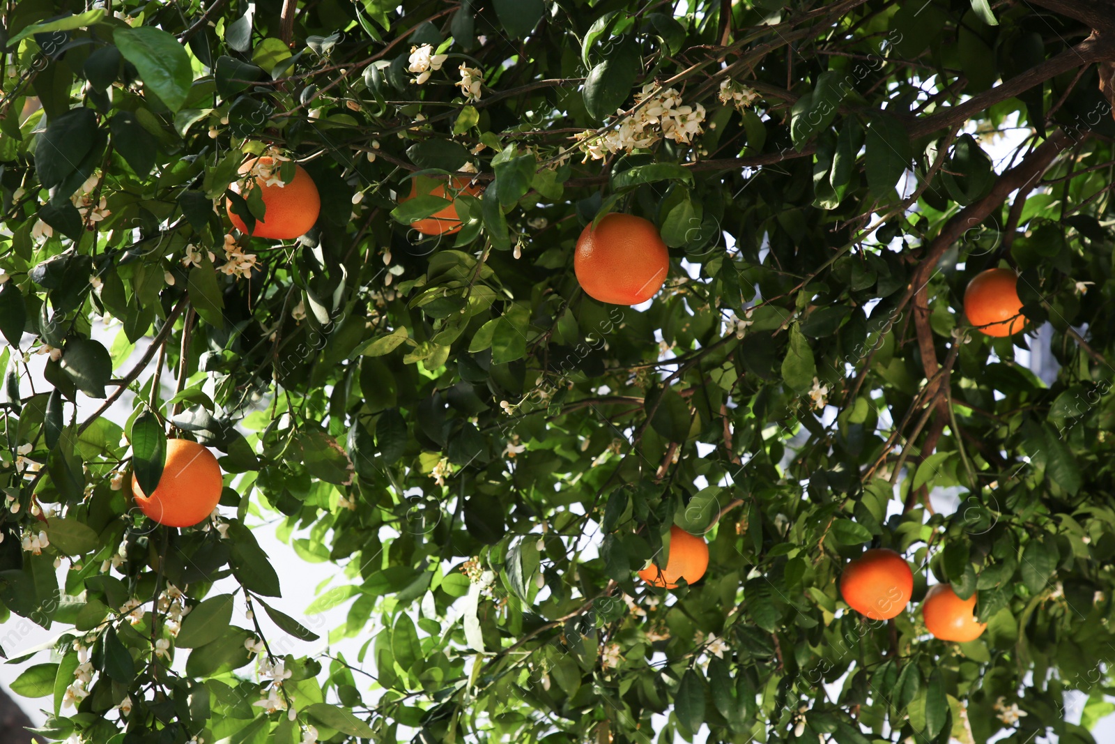 Photo of Fresh ripe grapefruits growing on tree outdoors