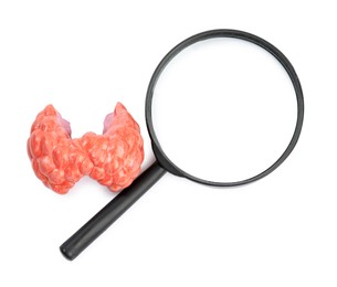 Photo of Plastic model of afflicted thyroid and magnifying glass on white background, top view