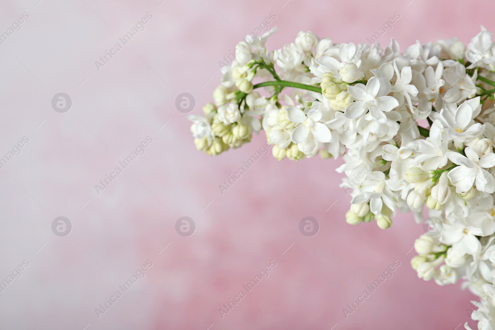 Photo of Blossoming lilac flowers against color background, closeup. Space for text