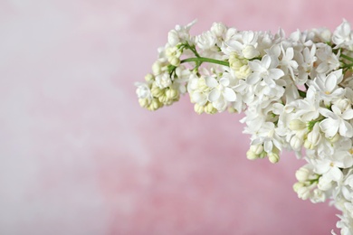 Blossoming lilac flowers against color background, closeup. Space for text